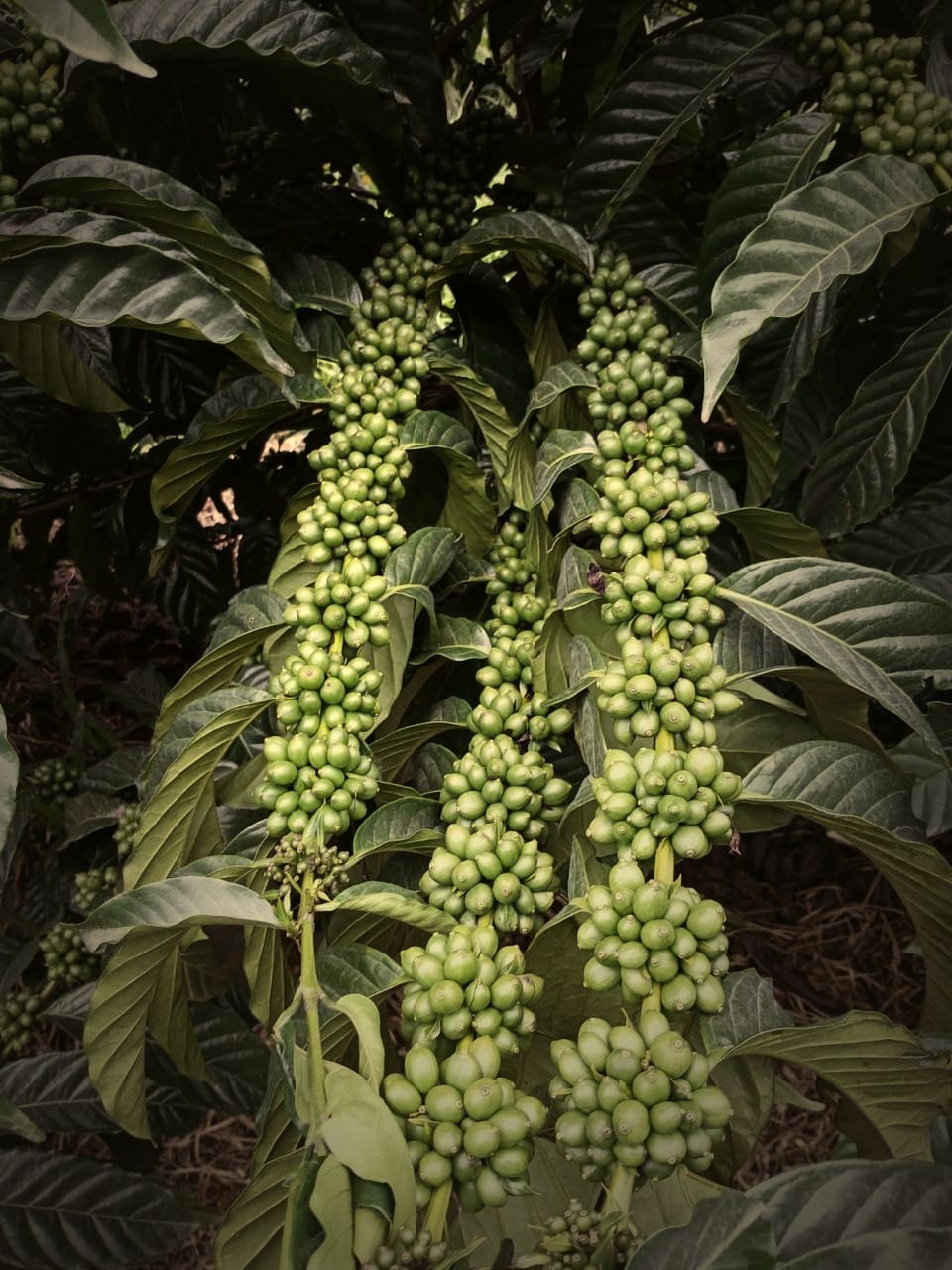 Coffee cherries ripening on the branch at the finca, grown in the same system as the banana.