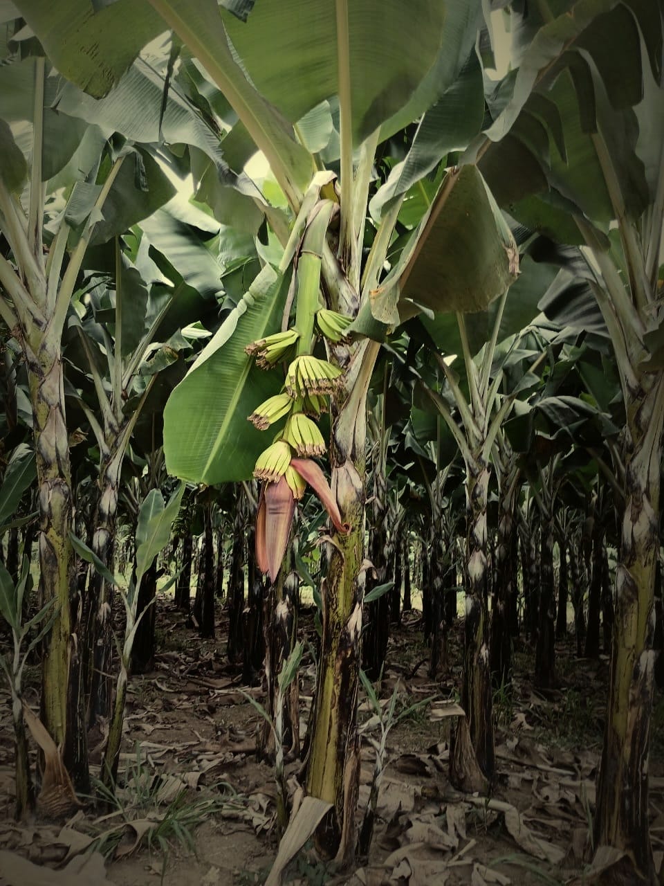 A banana flower (bellota) hanging below young fingers just emerging