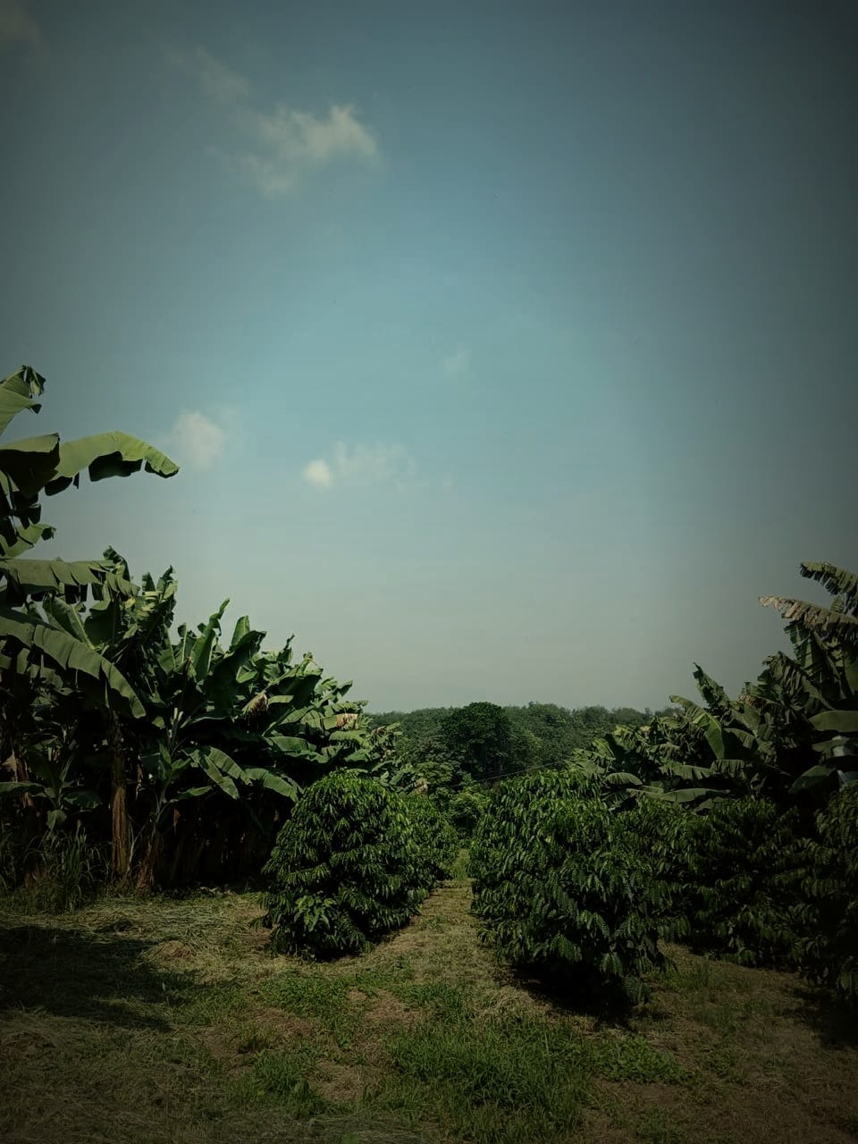 Rows of coffee bushes underplanted between banana rows at the finca, the polyculture growing system