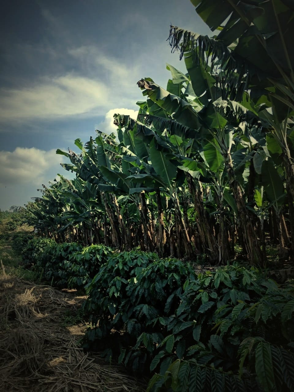 Banana growing as an overstory above rows of coffee at the finca