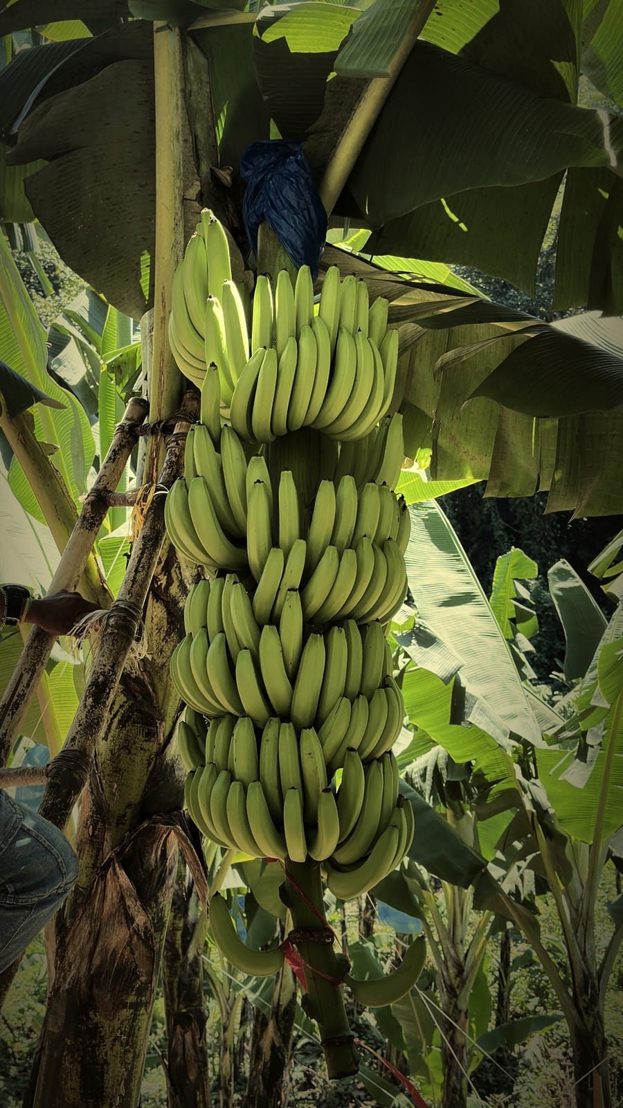 A full bunch of Gros Michel ripening on the plant at the finca, tiers stacked