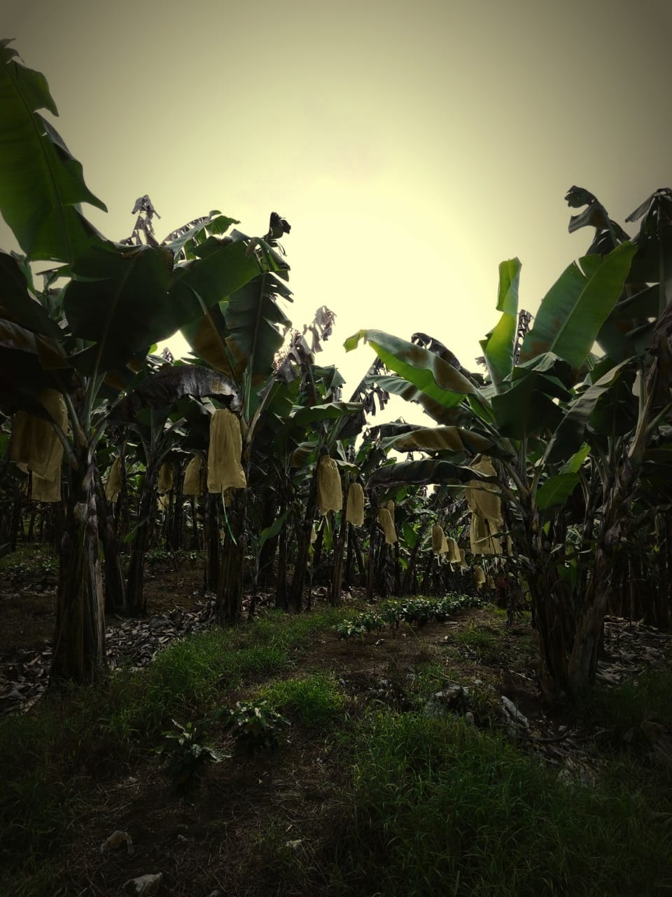 Rows of banana with fruit covers at the finca, under a dramatic sky