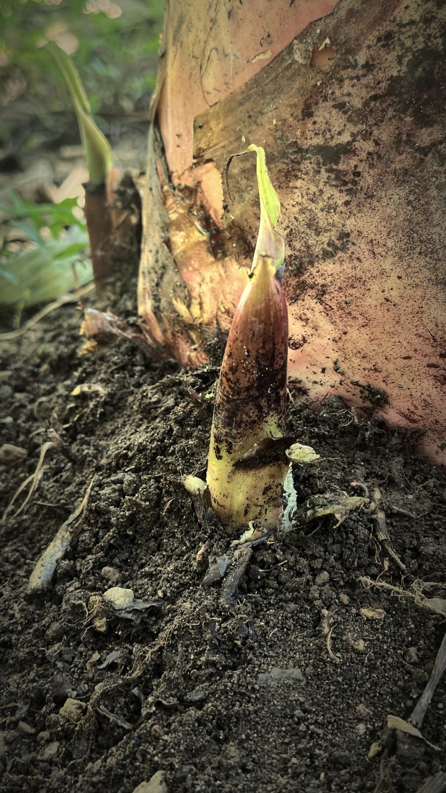 A young banana pup emerging from the corm at the base of the mother plant