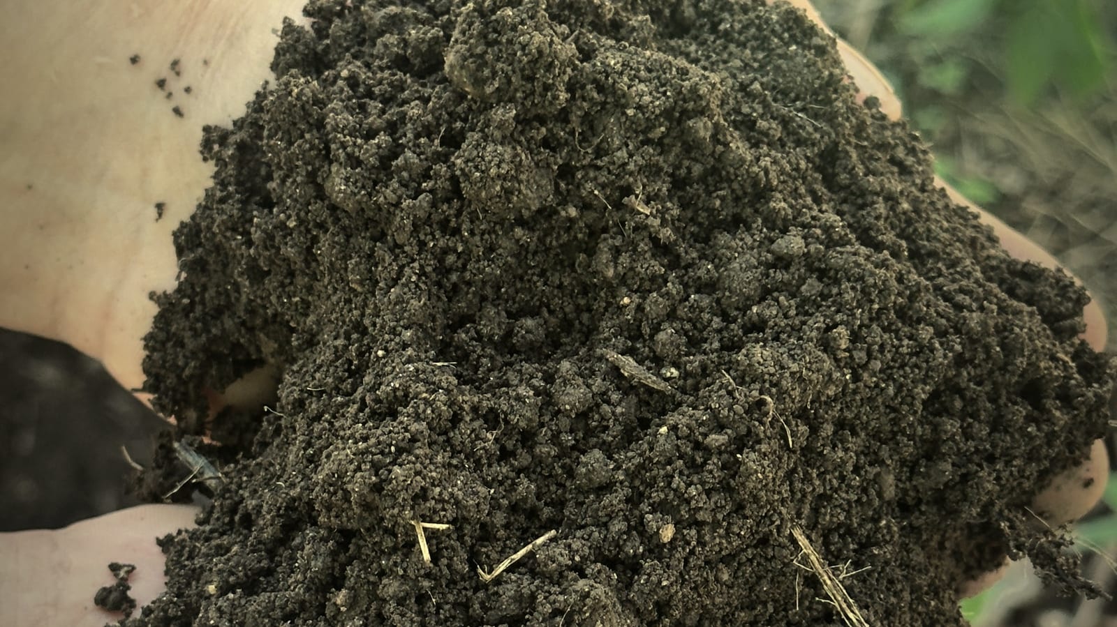 A handful of dark, mineral-rich volcanic soil from the finca
