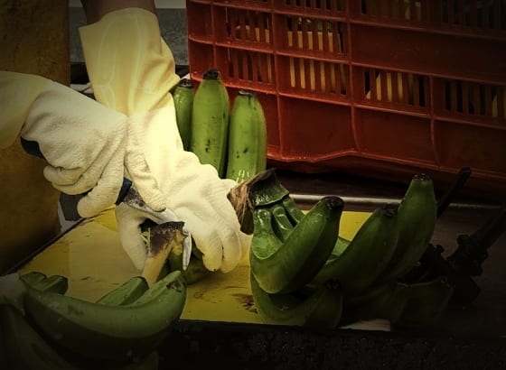 Gloved hands separating a hand of green Gros Michel into retail clusters at the packing line, face out of frame