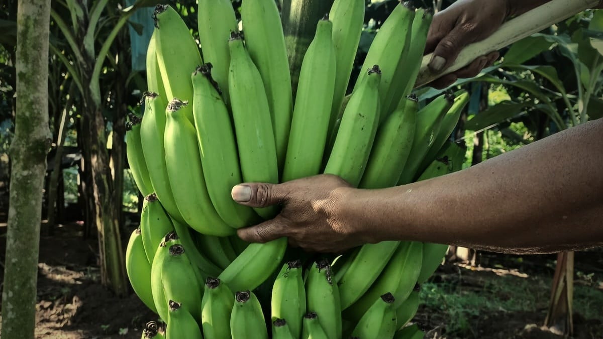 A full hand of Gros Michel carried from the field