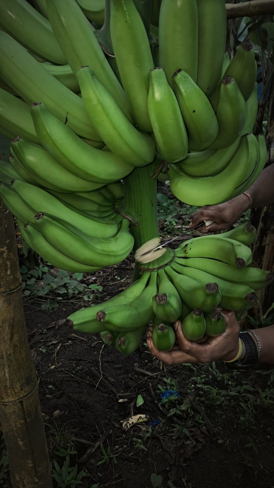 Cutting a cluster from the hand with a knife at harvest