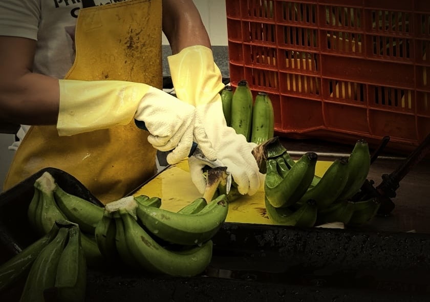 Green Gros Michel being sorted and packed by hand at the packing line in Guatemala, faces out of frame