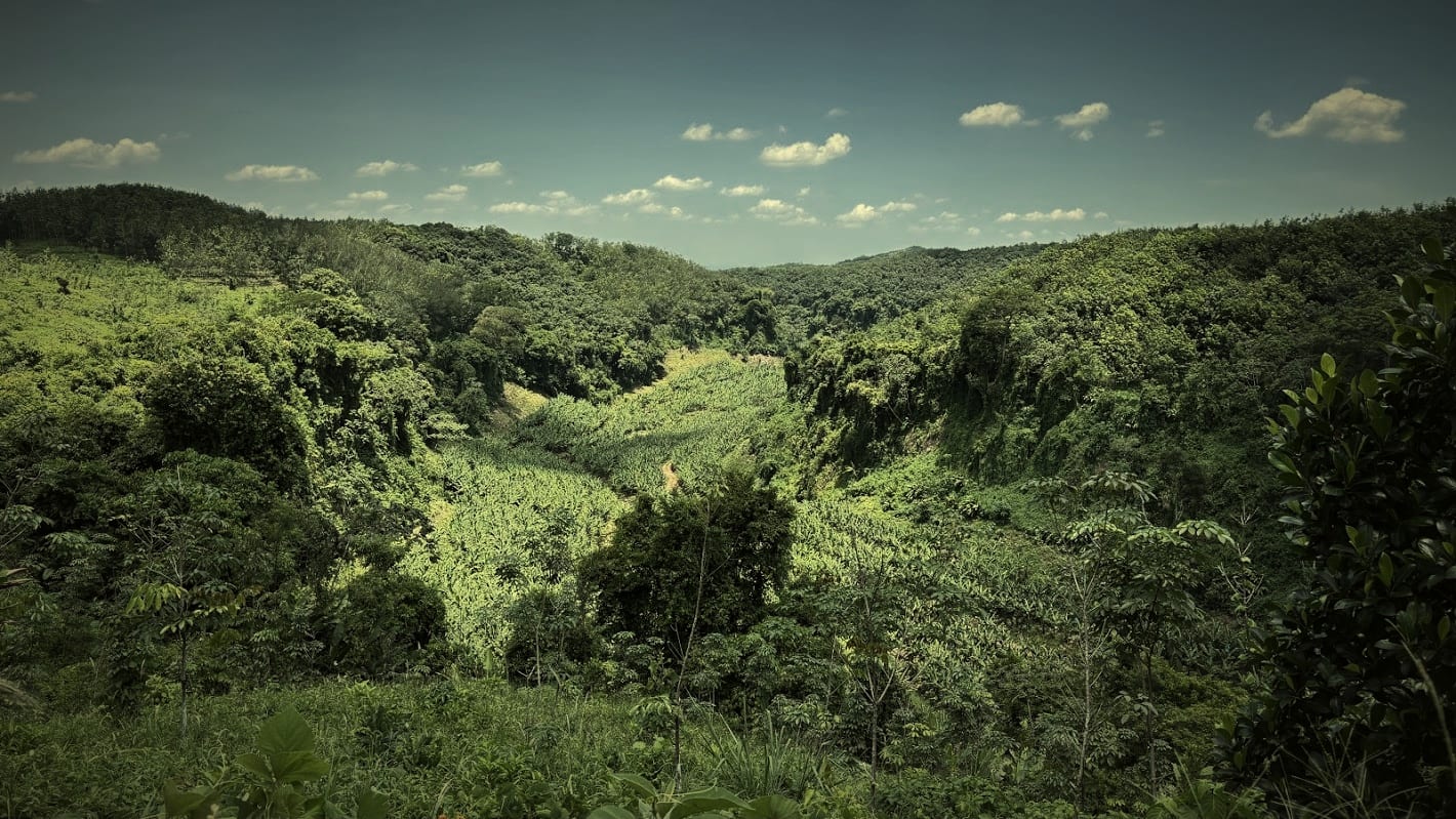 Ground-level view of a banana planting running up a highland valley draw, rubber trees flanking both sides